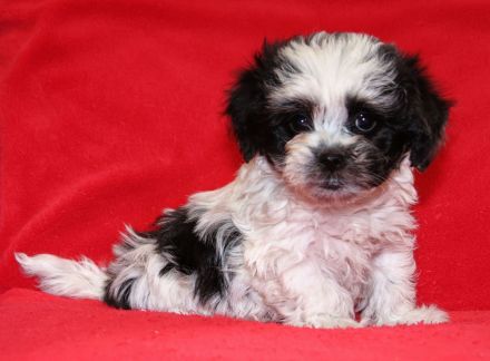 Bolonka Zwetna Welpe sucht Traumschlösschen