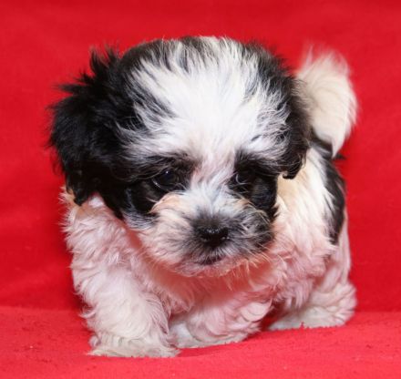 Bolonka Zwetna Welpe sucht Traumschlösschen