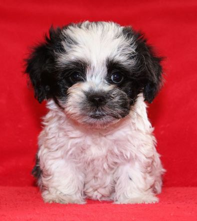 Bolonka Zwetna Welpe sucht Traumschlösschen