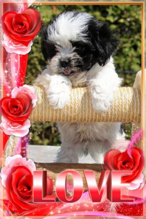 Bolonka Zwetna Welpe sucht Traumschlösschen