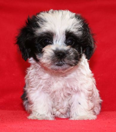 Bolonka Zwetna Welpe sucht Traumschlösschen