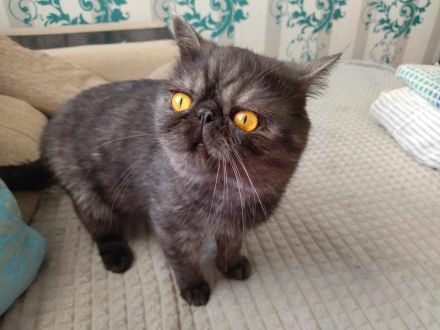 Exoticshorthair Kater