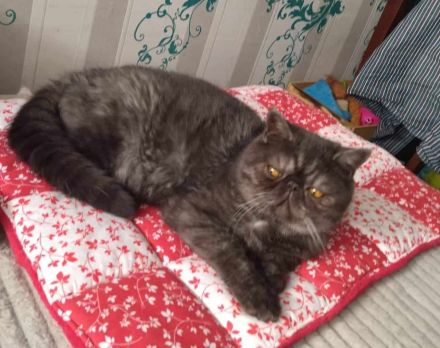 Exoticshorthair Kater