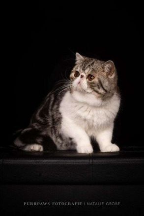 Exoticshorthair Kater