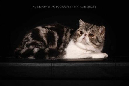 Exoticshorthair Kater