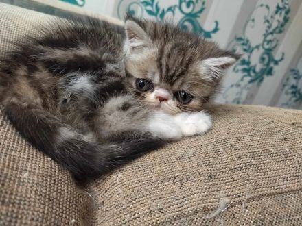 Exoticshorthair Kater