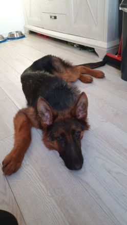 Altdeutscher Schäferhund Welpe