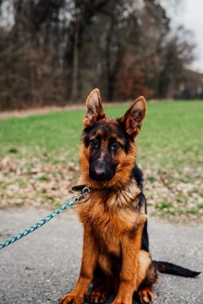 Altdeutscher Schäferhund Welpe