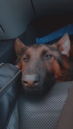 Altdeutscher Schäferhund Welpe