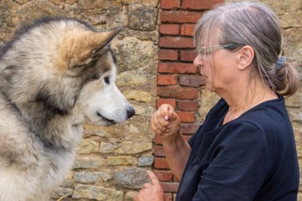 4 kerngesunde, reinrassige Alakan Malamute, geb. 6.5.2024