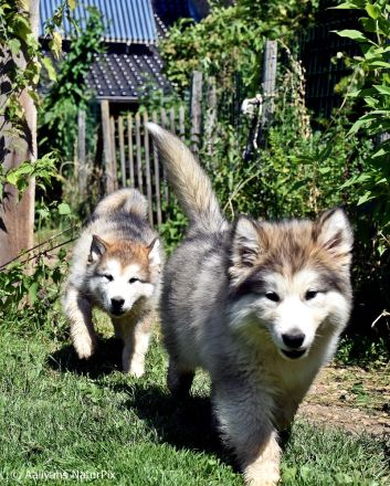 4 kerngesunde, reinrassige Alakan Malamute, geb. 6.5.2024
