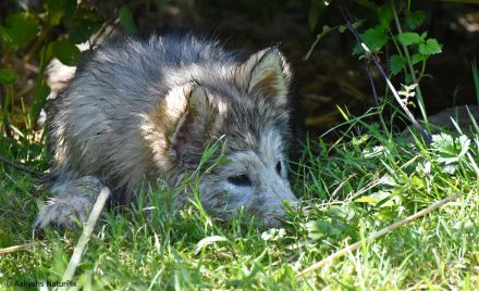 4 kerngesunde, reinrassige Alakan Malamute, geb. 6.5.2024
