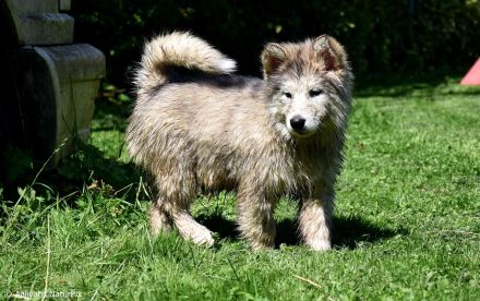 4 kerngesunde, reinrassige Alakan Malamute, geb. 6.5.2024