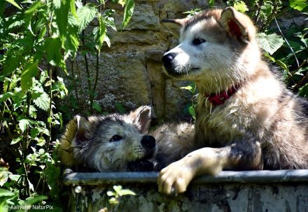 4 kerngesunde, reinrassige Alakan Malamute, geb. 6.5.2024