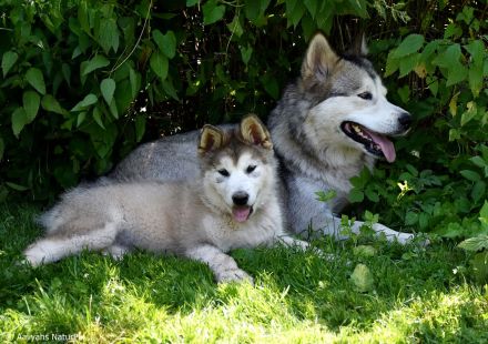 4 kerngesunde, reinrassige Alakan Malamute, geb. 6.5.2024