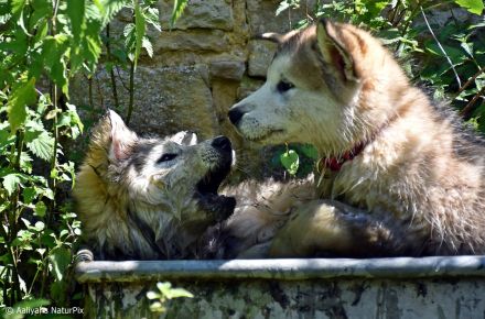 4 kerngesunde, reinrassige Alakan Malamute, geb. 6.5.2024