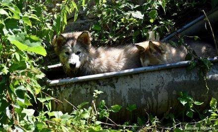 4 kerngesunde, reinrassige Alakan Malamute, geb. 6.5.2024