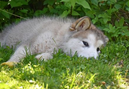 4 kerngesunde, reinrassige Alakan Malamute, geb. 6.5.2024