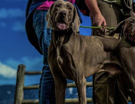 Deckrüde Weimaraner