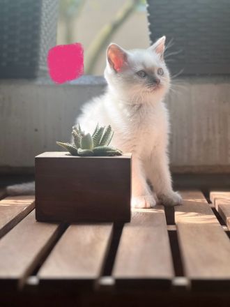Kitten