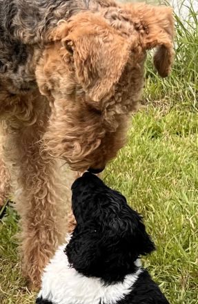 Großpudel schwarz weiß suchen ihre Familie