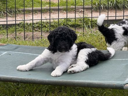 Großpudel schwarz weiß suchen ihre Familie