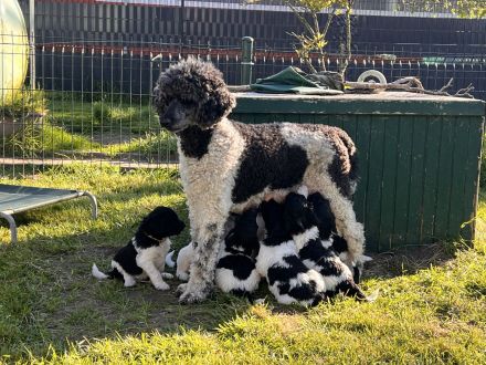 Großpudel schwarz weiß suchen ihre Familie