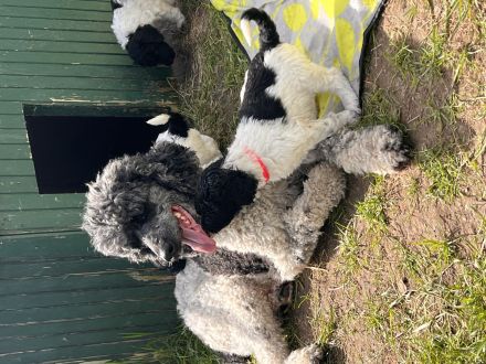 Großpudel schwarz weiß suchen ihre Familie