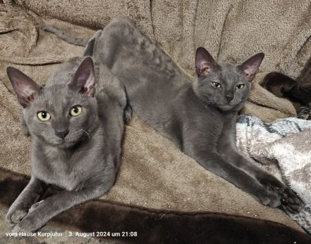 Sehr seltene German Rex Kitten, vom Vereins Züchter mit Papieren