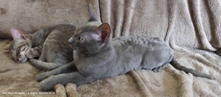 Sehr seltene German Rex Kitten, vom Vereins Züchter mit Papieren