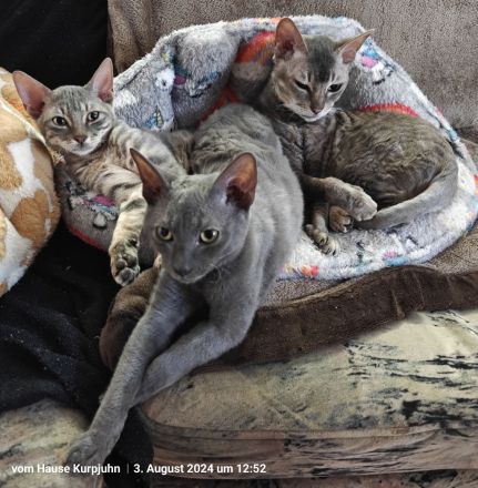 Sehr seltene German Rex Kitten, vom Vereins Züchter mit Papieren