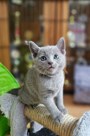 Russisch Blau Kitten mit Stammbaum