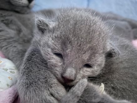 Russisch Blau Kitten mit Stammbaum