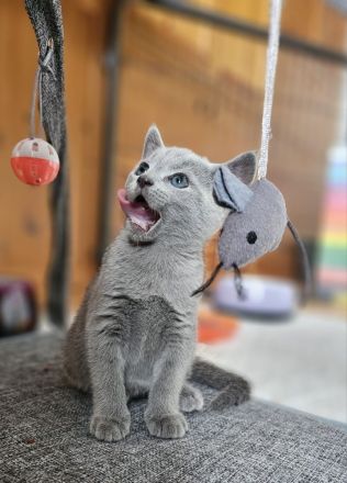 Russisch Blau Kitten mit Stammbaum