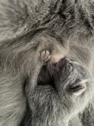 Russisch Blau Kitten mit Stammbaum