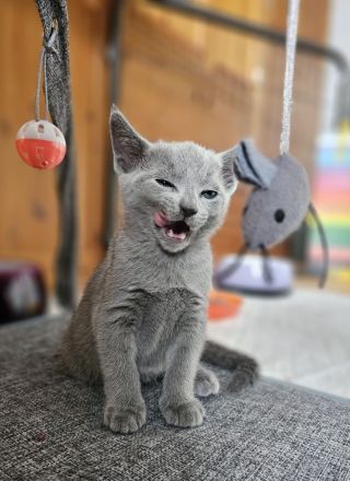 Russisch Blau Kitten mit Stammbaum