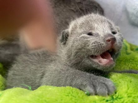 Russisch Blau Kitten mit Stammbaum