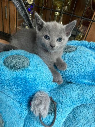 Russisch Blau Kitten mit Stammbaum