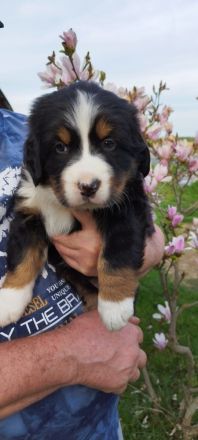 Berner Sennenhund Welpe