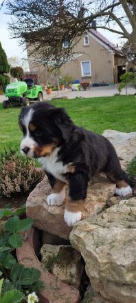 Berner Sennenhund Welpe