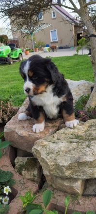 Berner Sennenhund Welpe