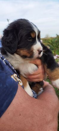 Berner Sennenhund Welpe