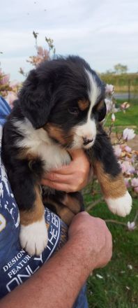 Berner Sennenhund Welpe