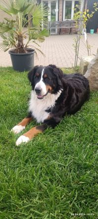 Berner Sennenhund Welpe