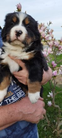 Berner Sennenhund Welpe