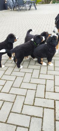 Berner Sennenhund Welpe