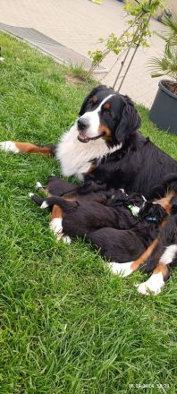 Berner Sennenhund Welpe