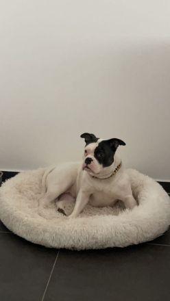 Bulldogge Mischling