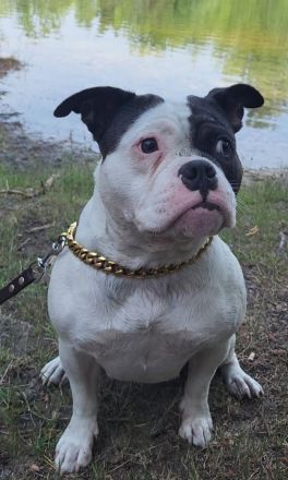 Bulldogge Mischling