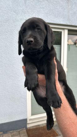 2 unserer super süßen reinrassigen Labrador Rüden suchen noch ein für immer zuhause